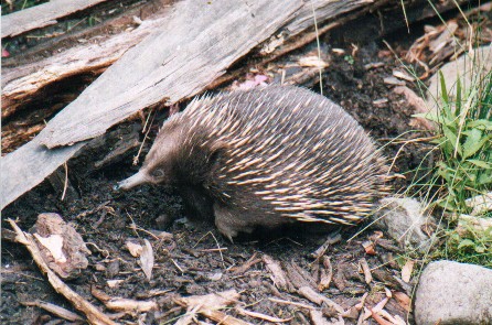echidna.jpg