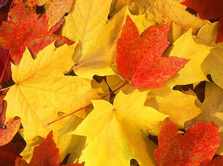 Xavier's Thanksgiving (by Grant Bentley)